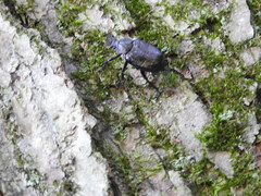 Osmoderma scabra