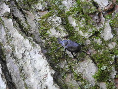 Osmoderma scabra