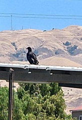 Haliaeetus leucocephalus