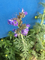 Phacelia franklinii