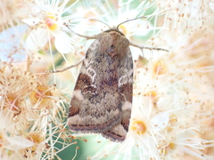 Cryptocala chardinyi