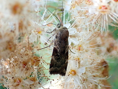 Cryptocala chardinyi