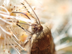 Cryptocala chardinyi