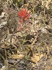 Castilleja pruinosa