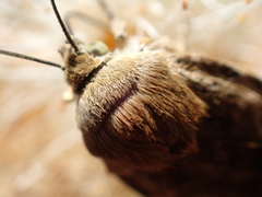 Cryptocala chardinyi