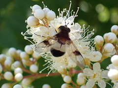 Leucozona lucorum