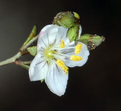 Hesperolinon disjunctum