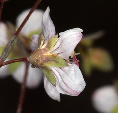 Hesperolinon disjunctum