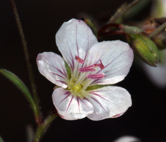 Hesperolinon disjunctum