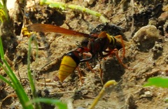 Delta pyriforme pyriforme