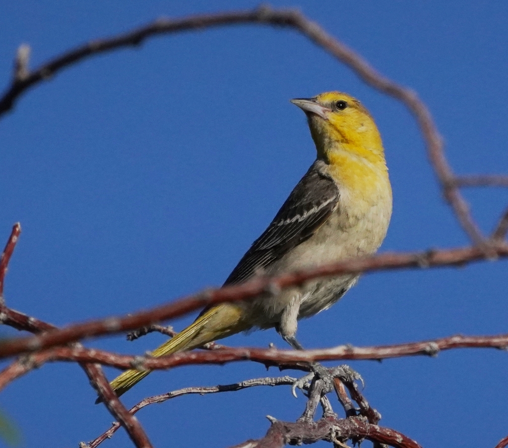 Bullock's Oriole (Birds of Wild Basin) · iNaturalist