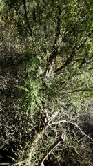 Sophora microphylla