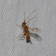 Meteorinae