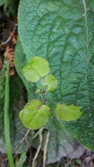 Fuchsia perscandens