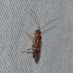 Meteorinae