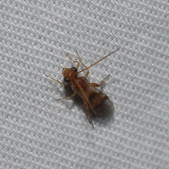 Meteorinae