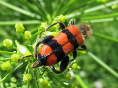 Trichodes crabroniformis