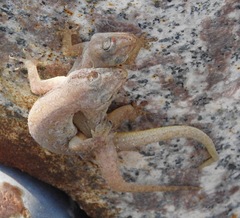Hemidactylus