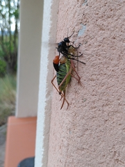 Palmodes occitanicus