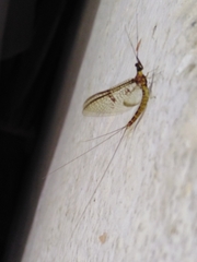 Ephemera glaucops