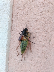 Palmodes occitanicus