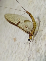 Ephemera glaucops