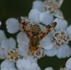 Oxyna flavipennis
