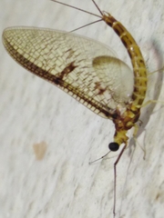 Ephemera glaucops