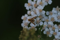 Oxyna flavipennis