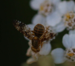 Oxyna flavipennis