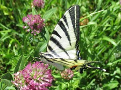 Iphiclides podalirius