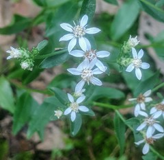 Sericocarpus asteroides