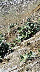 Pachystegia insignis