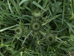 Cirsium vulgare