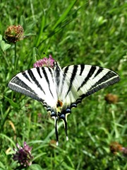 Iphiclides podalirius