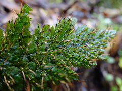 Abrodictyum elongatum