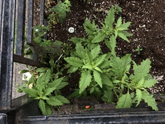 Dysphania ambrosioides