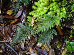 Abrodictyum elongatum