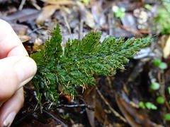 Abrodictyum elongatum