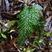 Bristle Fern - Photo (c) Jacqui Geux, some rights reserved (CC BY), uploaded by Jacqui Geux