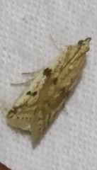 Phycitodes binaevella