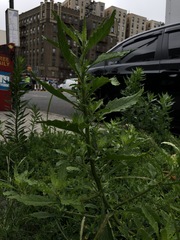 Dysphania ambrosioides