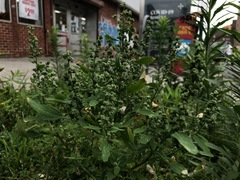 Chenopodium album
