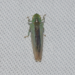 Neocoelidia lineata