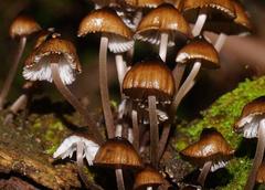 Mycena mulawaestris