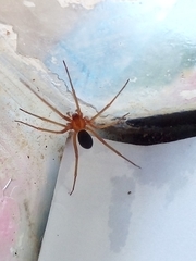 Loxosceles yucatana