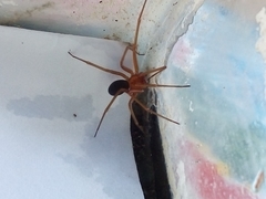 Loxosceles yucatana