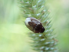 Neottiglossa pusilla