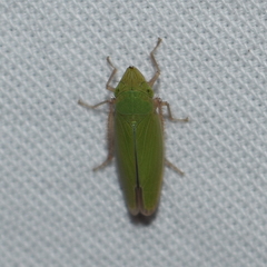 Draeculacephala minerva