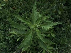 Dysphania ambrosioides